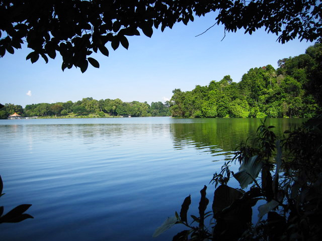 99UPrunus Trail MacRitchie Boardwalk at CCNR